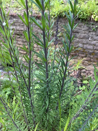 Linajola purpurea