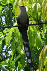 Phaenicophaeus tristis