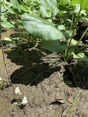 Echinodorus cordifolius
