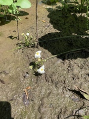 Echinodorus cordifolius