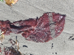 Sarcothalia circumcincta