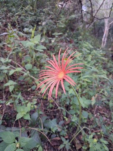 Barberton Daisy