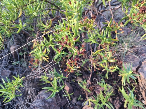 Bonsai Stonecrop