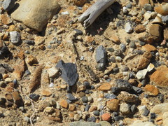 Neocicindela tuberculata