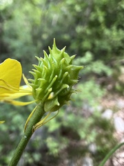 Ranunculus millefoliatus