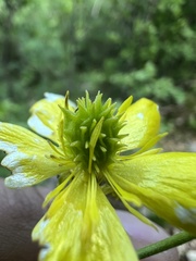 author not stated, no rights reserved Ranunculus millefoliatus, photograph author not stated, no rights reserved