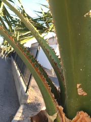 Washingtonia robusta