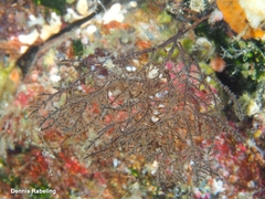 Black coral