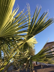Washingtonia robusta