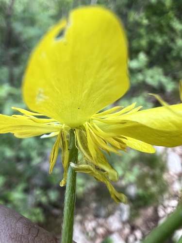 Ranunculus millefoliatus, photograph 3