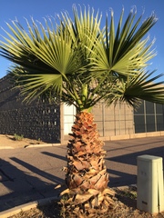 Washingtonia robusta