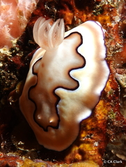 Goniobranchus coi