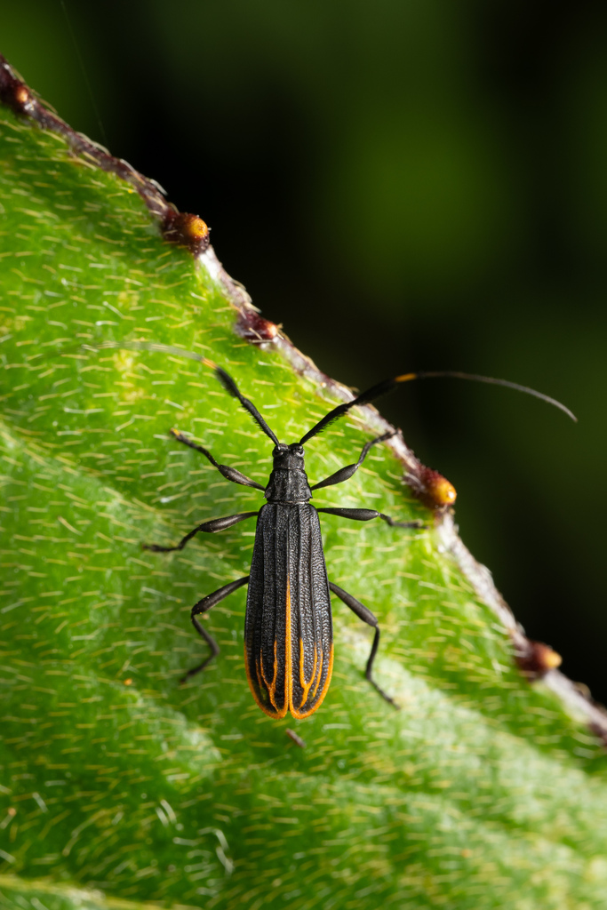 Sparna lycoides