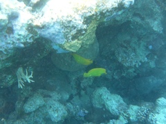Chaetodon semilarvatus
