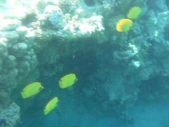 Chaetodon semilarvatus