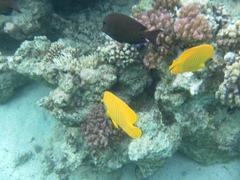 Chaetodon semilarvatus