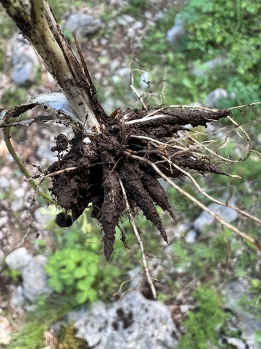 Ranunculus millefoliatus, photograph 5