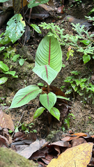 Heliconia imbricata, photograph (c) Aidan, some rights reserved (CC BY)