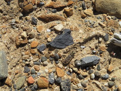 Neocicindela tuberculata