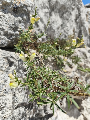 Antirrhinum siculum (Antirrhinum siculum)