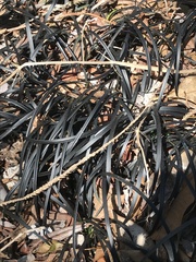 Ophiopogon