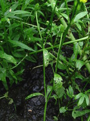 Entyloma ranunculi-scelerati