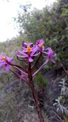Epidendrum arachnoglossum