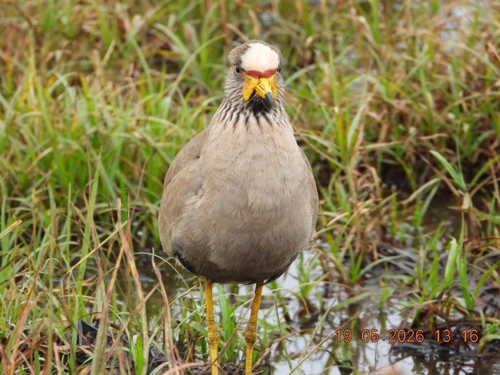 iNaturalist image
