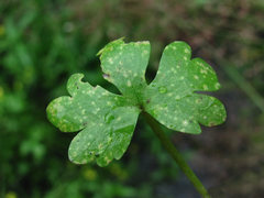 Entyloma ranunculi-scelerati