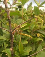 Agesander ruficornis