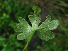 Entyloma ranunculi-scelerati