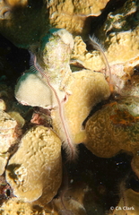 Porites rus