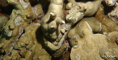 Porites rus