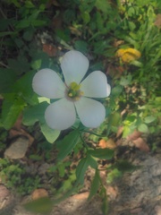 Eustoma exaltatum exaltatum