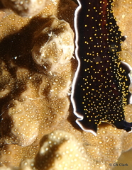 Porites rus