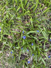 Scilla siberica