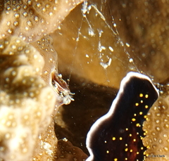 Vermetoidea