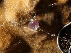 Vermetoidea