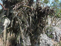 Disocactus speciosus