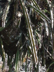 Disocactus speciosus