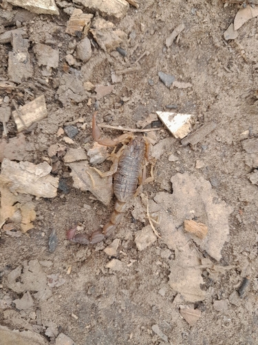 Alligatorback Scorpion