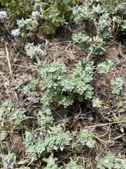 Diaperia prolifera, photograph author not stated, no rights reserved