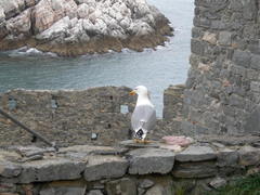 Larus michahellis