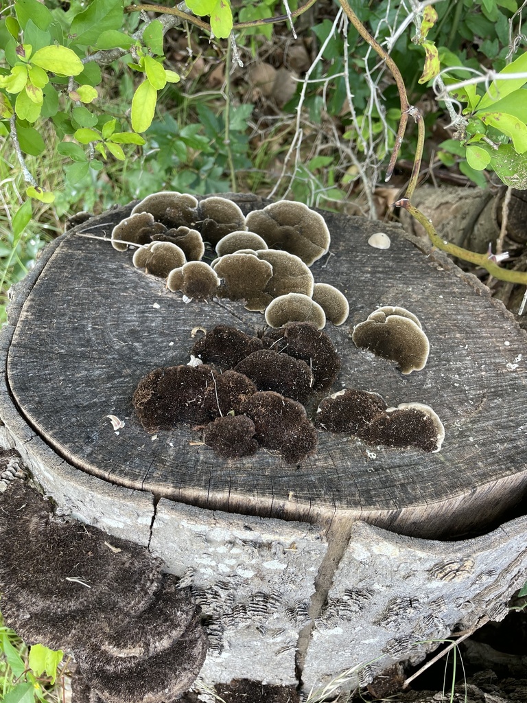 Hairy Hexagonia · May 2026 · photo: Photo: no rights reserved · iNaturalist