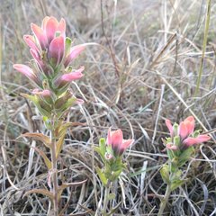 Castilleja nervata
