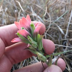 Castilleja nervata