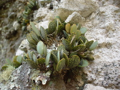 Stelis resupinata