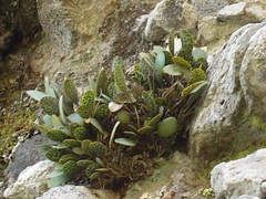 Stelis resupinata