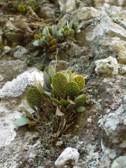 Stelis resupinata