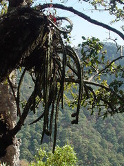 Disocactus speciosus